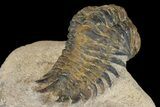 Bargain, Crotalocephalina Trilobite - Foum Zguid, Morocco #171513-5